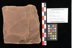 Foto (Objekt + Etikett) von Quercus palaeoilex Ettingshausen (NHMW-GEO-2024-0188-0964)